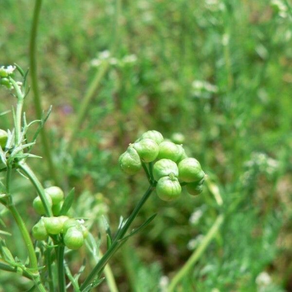 Bifora testiculata Plod