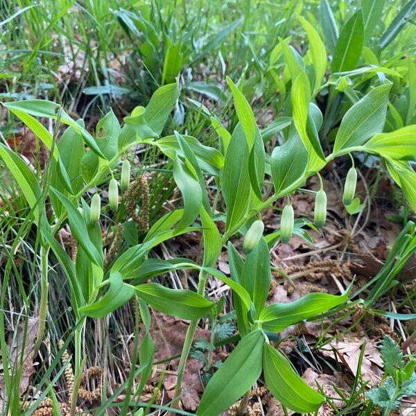 Polygonatum odoratum Hoja