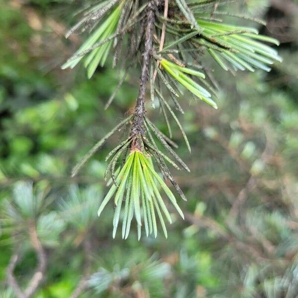 Cedrus libani 葉