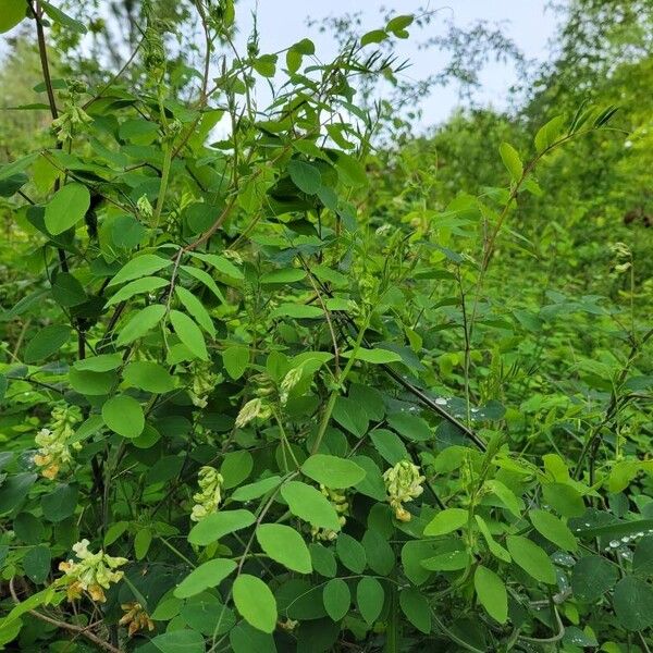 Lathyrus holochlorus موطن