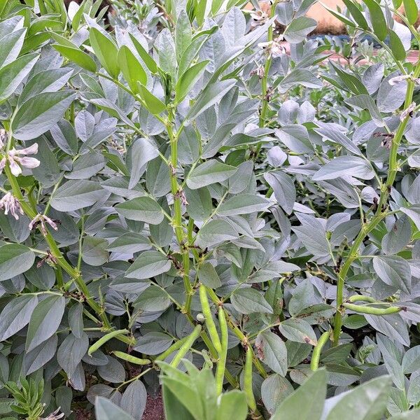 Vicia faba 整株植物