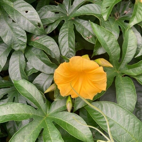 Merremia tuberosa Flower