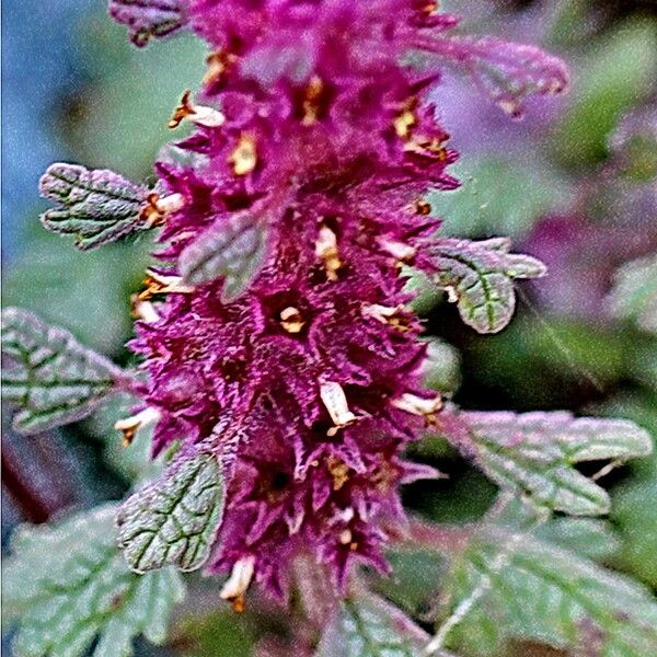 Lagopsis darwiniana Flower