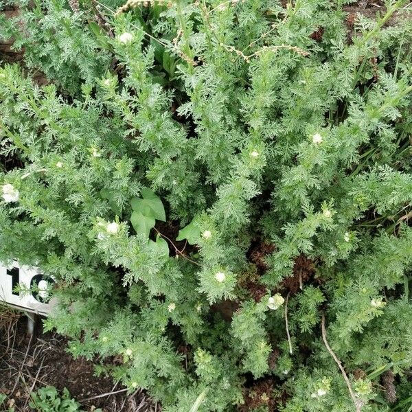 Artemisia pontica Leaf