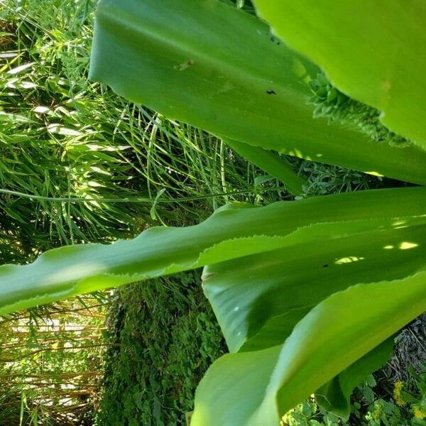 Eucomis autumnalis 葉