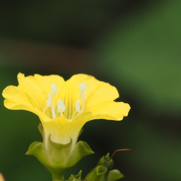 Merremia hederacea 花