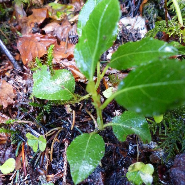 Salix myrtilloides Leaf