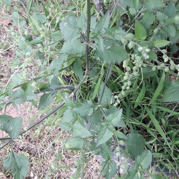 Priva lappulacea Συνήθη χαρακτηριστικά