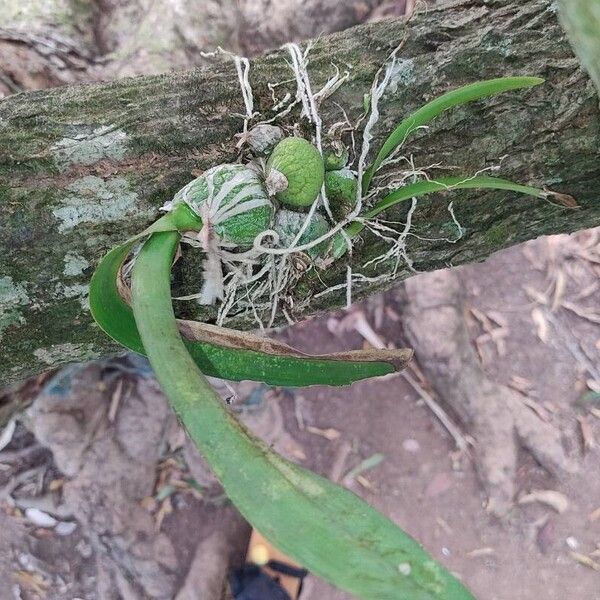 Encyclia cordigera Leaf