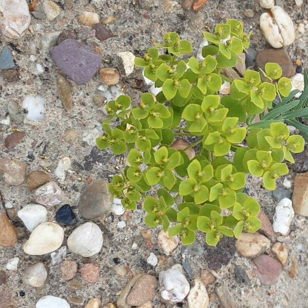 Euphorbia seguieriana Συνήθη χαρακτηριστικά