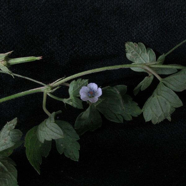 Geranium nepalense Habit