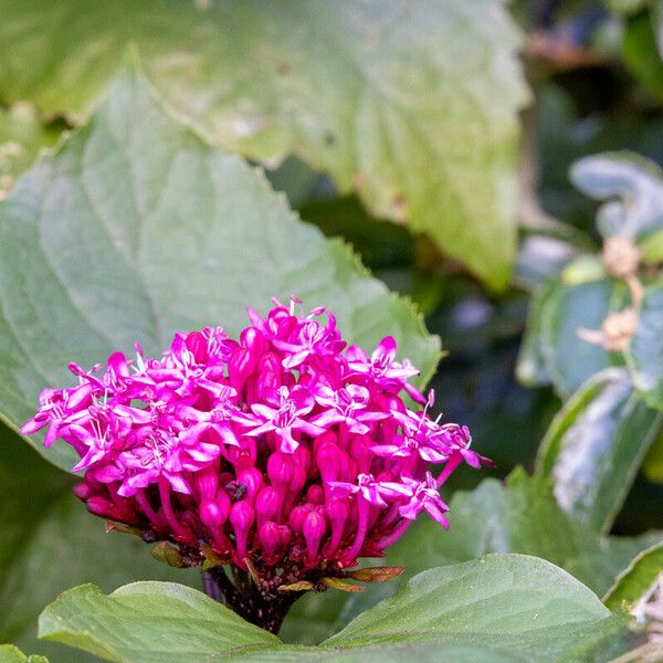 Clerodendrum bungei Flower