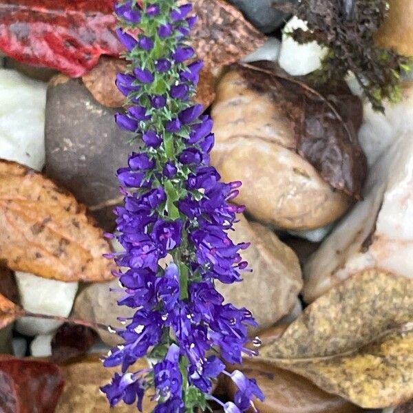 Veronica spicata Квітка