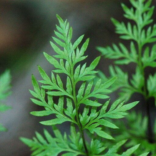 Hemionitis densa Leaf