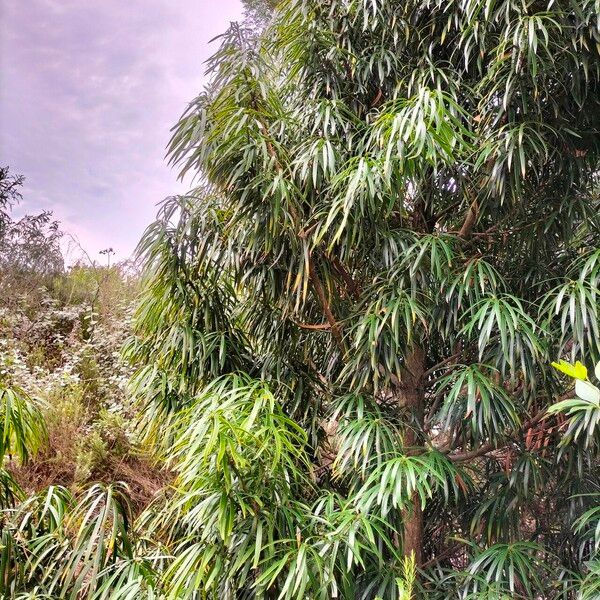 Podocarpus henkelii Хабит