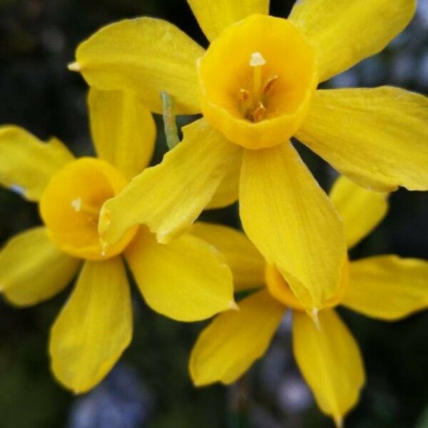 Narcissus jonquilla Žiedas