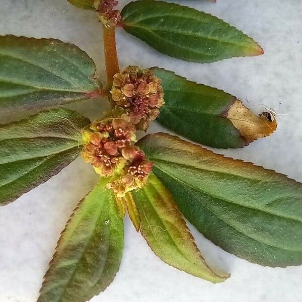 Euphorbia hirta Цвят