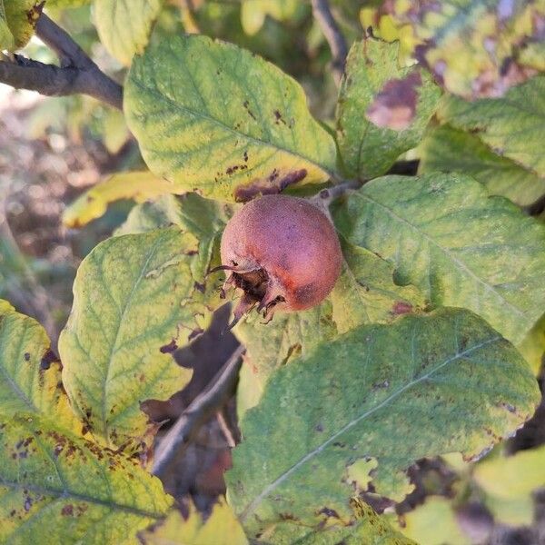 Crataegus germanica Meyve