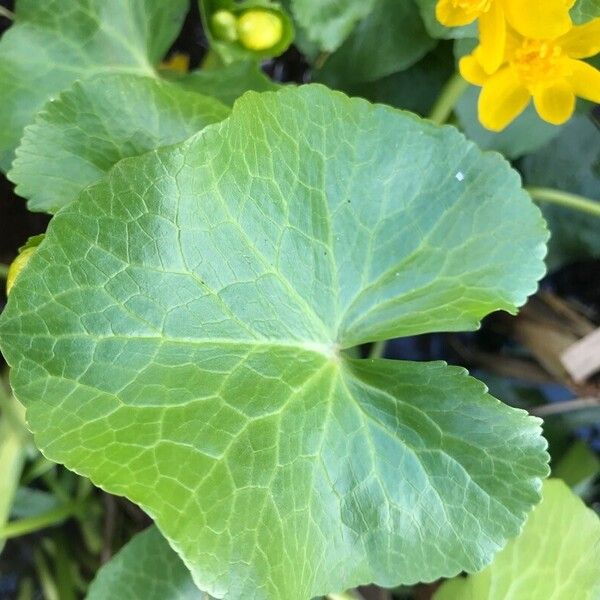 Caltha palustris Hostoa