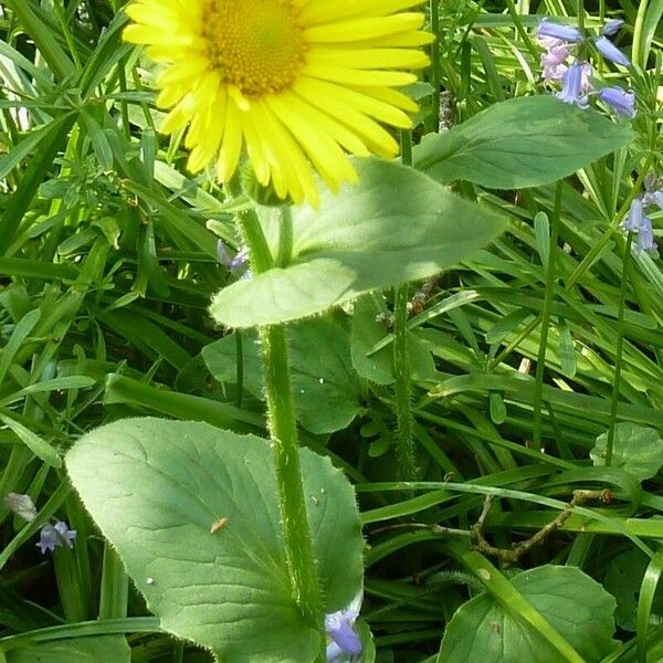 Doronicum grandiflorum Bloem