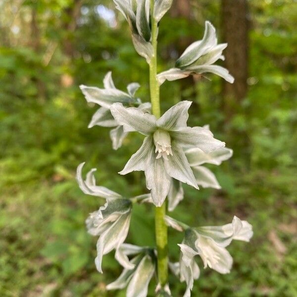 Ornithogalum nutans Blüte