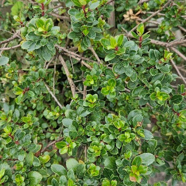 Escallonia rubra Hoja