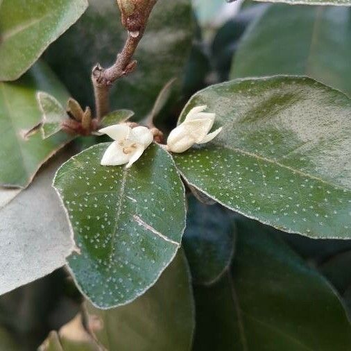 Elaeagnus × submacrophylla Blomst