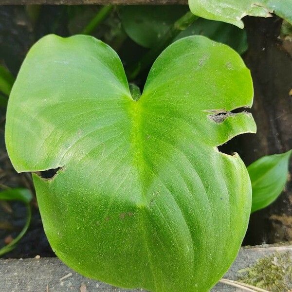 Heteranthera reniformis Blatt