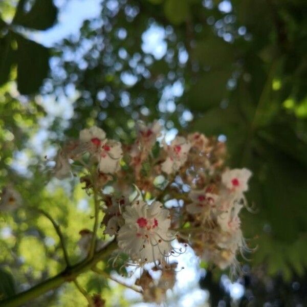 Aesculus hippocastanum Flor