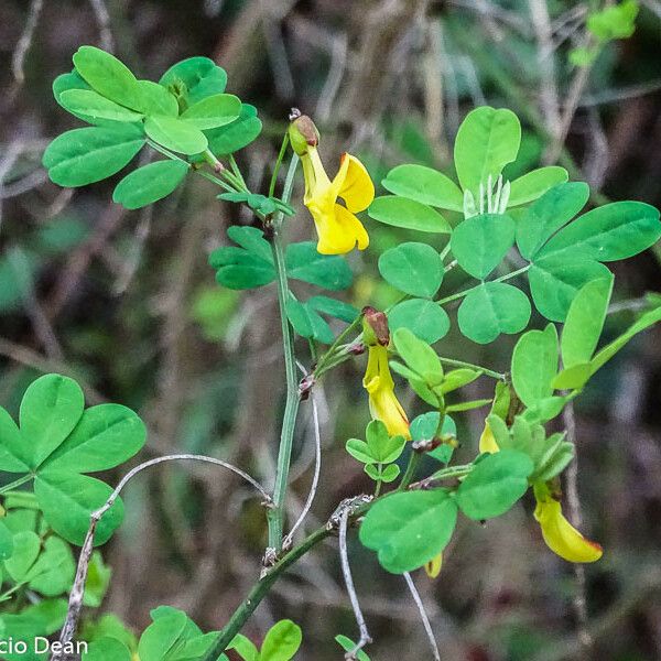 Hippocrepis emerus Blodyn