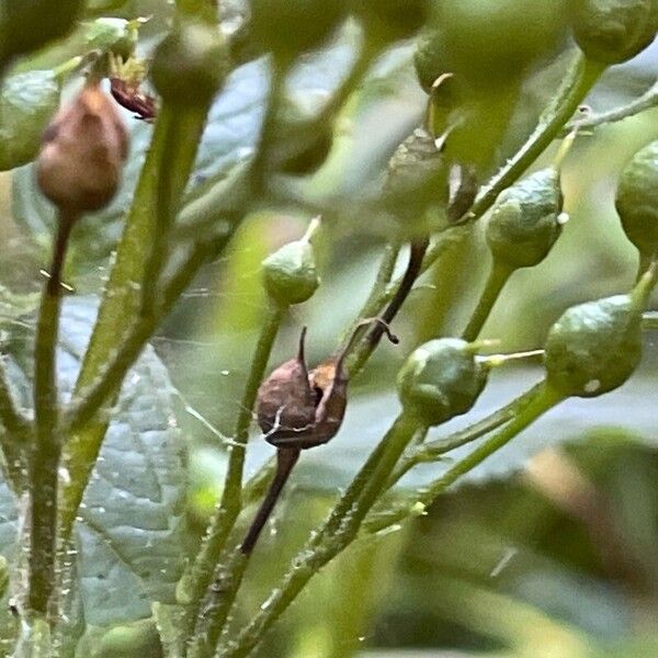 Scrophularia nodosa Fruit