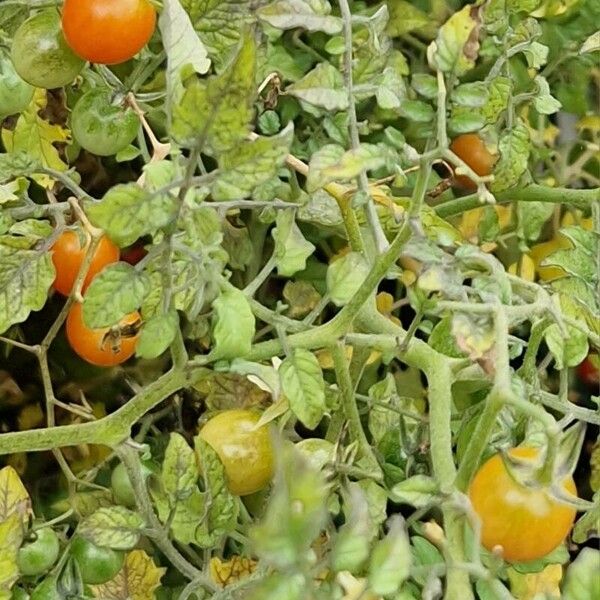 Solanum pimpinellifolium Blad