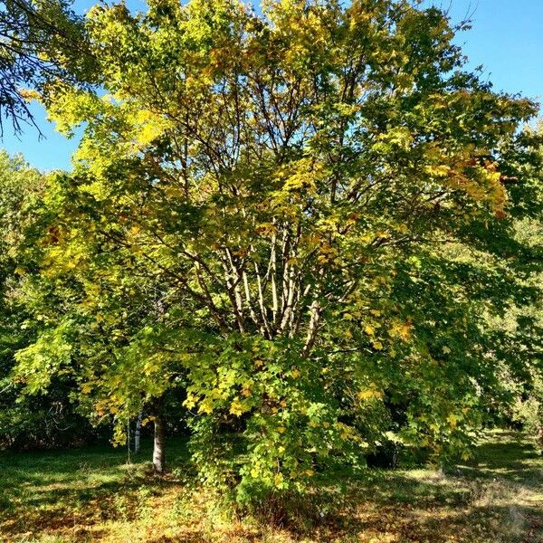 Acer cappadocicum Habit