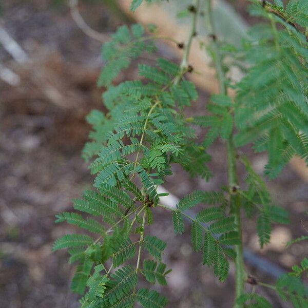 Vachellia xanthophloea Лист