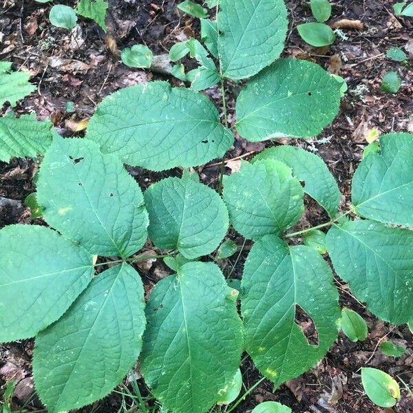 Aralia nudicaulis पत्ता