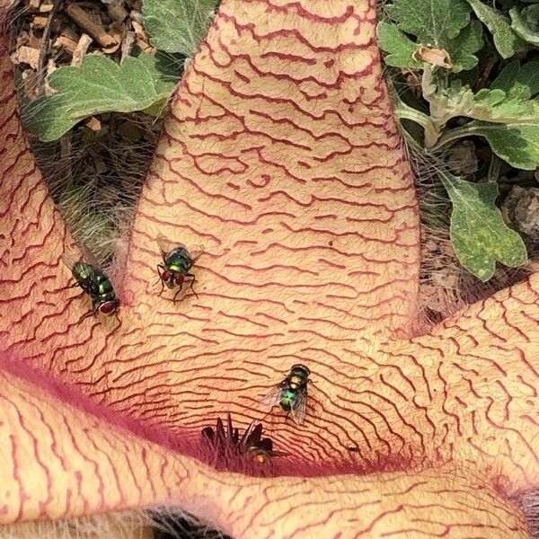 Stapelia gigantea Цветок