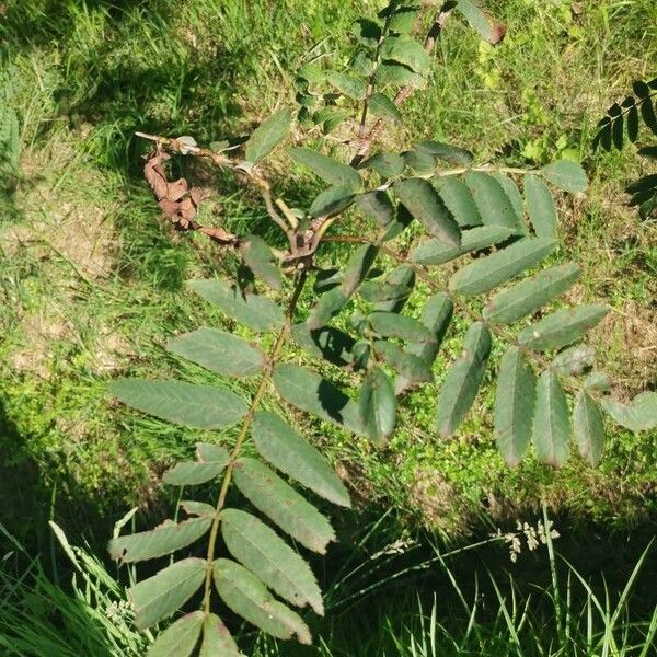 Sorbus aucuparia Φύλλο