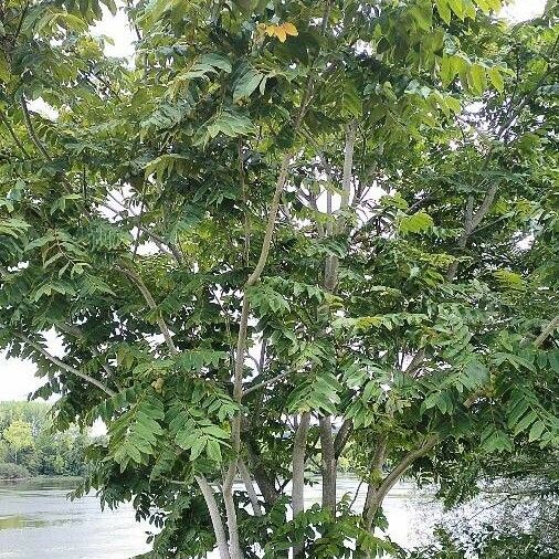 Juglans nigra आदत