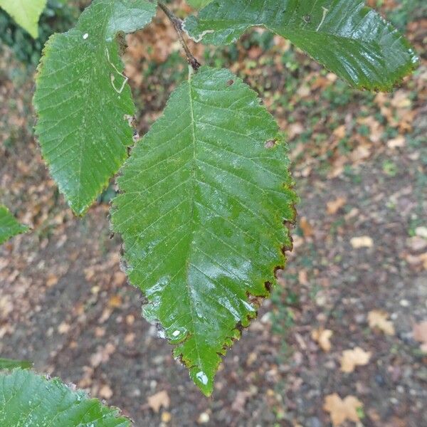 Ulmus laevis Leaf