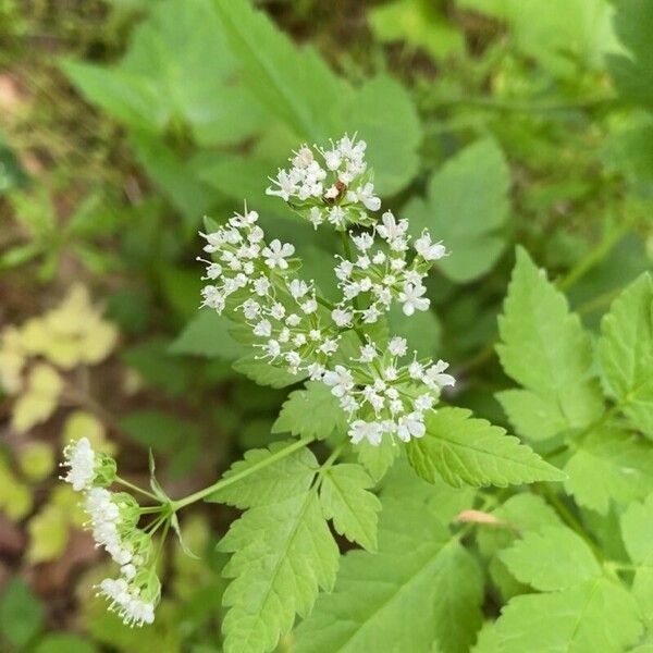 Osmorhiza longistylis Virág