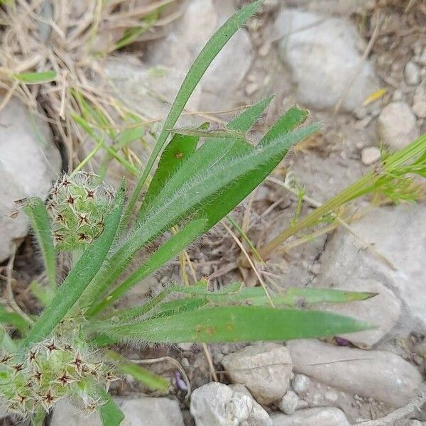 Plantago bellardii Fuelha