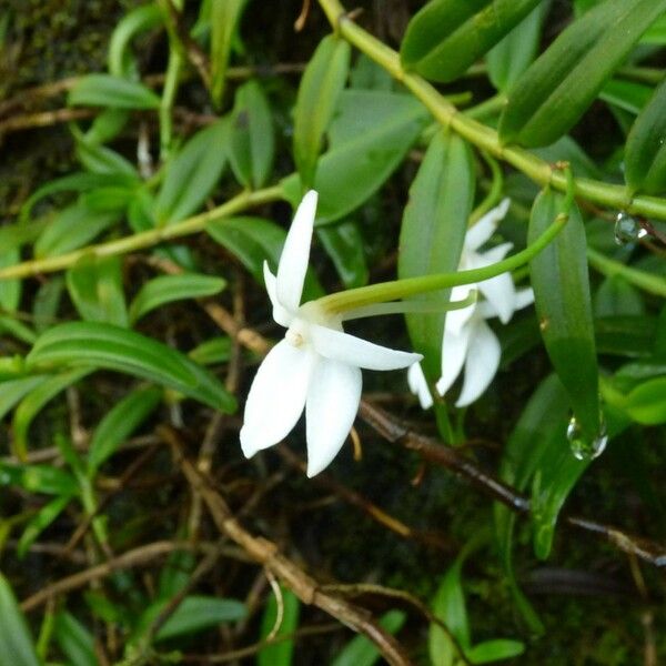 Angraecum ramosum Цветок