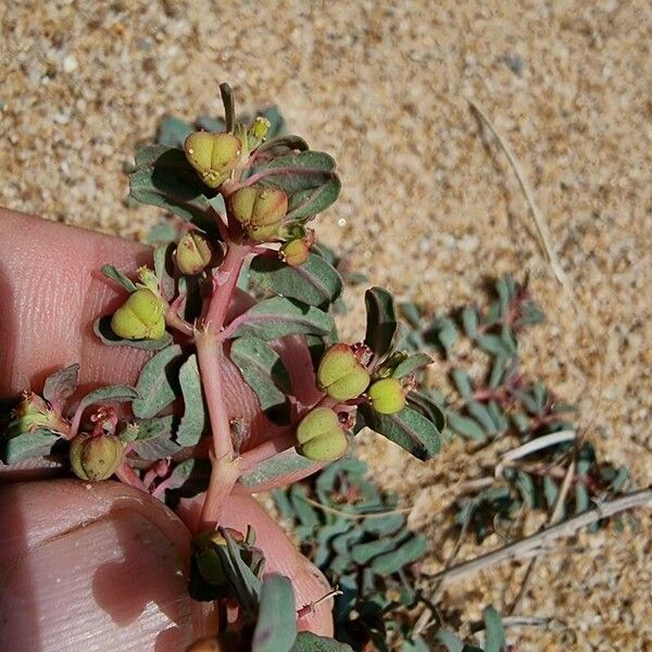 Euphorbia peplis Λουλούδι