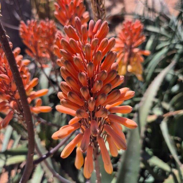 Aloe camperi ফুল