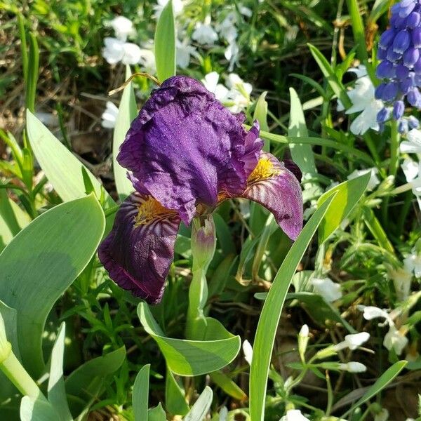 Iris × germanica Blomma