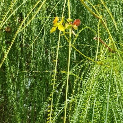 Parkinsonia aculeata Çiçek