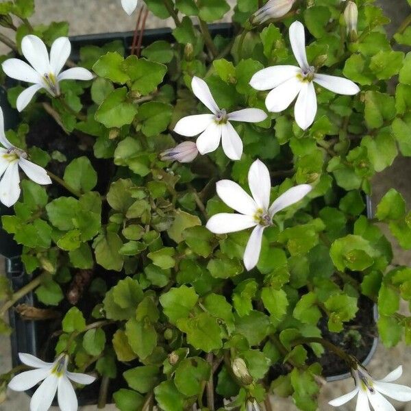 Lobelia angulata Flower