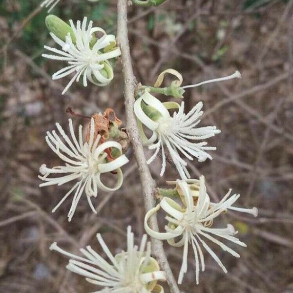 Alangium salviifolium Kwiat