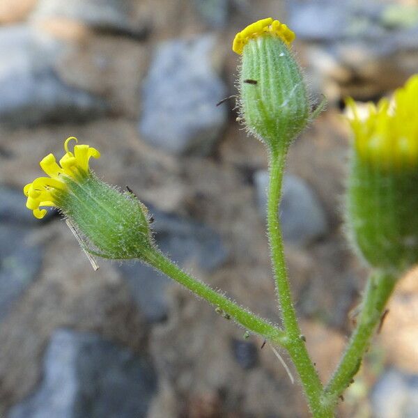 Senecio viscosus Bloem