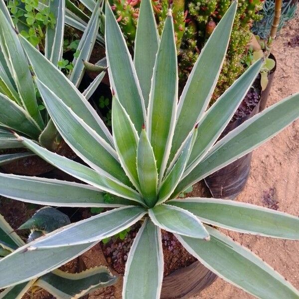 Agave vivipara Fulla